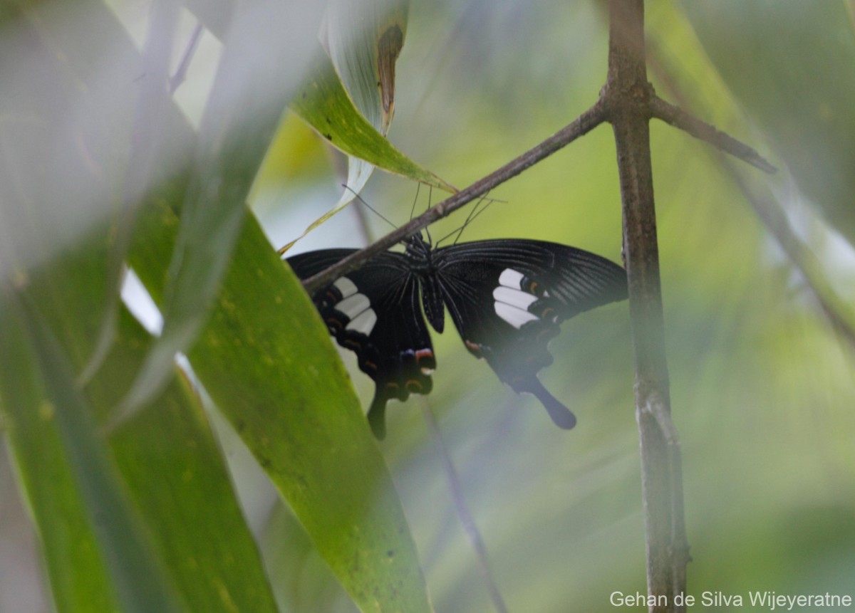 Papilio helenus Linnaeus, 1758